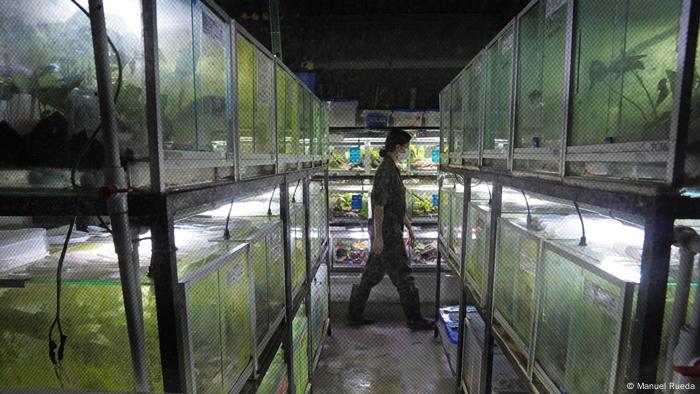 Blick in einen Flur mit Terrarien auf Ivan Lozanos Froschfarm in Kolumbien