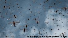 TOPSHOT - A picuture taken on February 9, 2021, shows a swarm of desert locusts flying in Meru, Kenya. - The United Nations Food and Agricultural Organisation works with a variety of Kenyan security, logistics and charter companies who have expanded their operations to closely track swarms of locusts in East Africa, before dispatching teams to targeted areas to spray the insects with pesticides to prevent damage to crops and grazing areas.It has been over a year since the worst desert locust infestation in decades hit the region, and while another wave of the insects is spreading through Somalia, Ethiopia and Kenya, the use of cutting edge technology and improved co-ordination is helping to crush the ravenous swarms and protect the livelihoods of thousands of farmers. (Photo by Yasuyoshi CHIBA / AFP) (Photo by YASUYOSHI CHIBA/AFP via Getty Images)