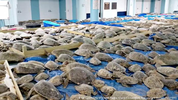 The floor of a convention center in Texas is covered with rescued sea turtles from the cold weather. 