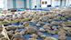 The floor of a convention center in Texas is covered with rescued sea turtles from the cold weather. The floor of a convention center in Texas is covered with rescued sea turtles from the cold weather.