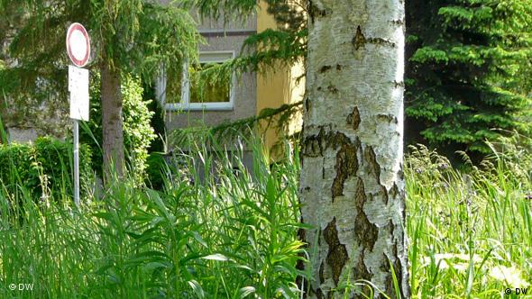 Березка, посаженная прежними жильцами