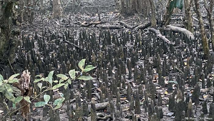 A mangrove forerst