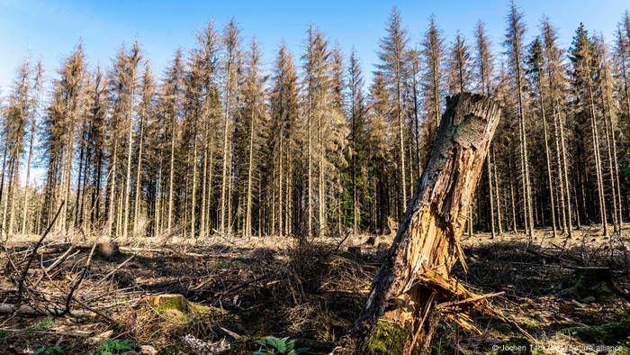 Deutschland Waldschaden