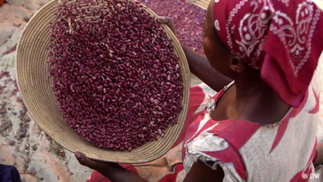 DW Eco Africa | Uganda Seeds