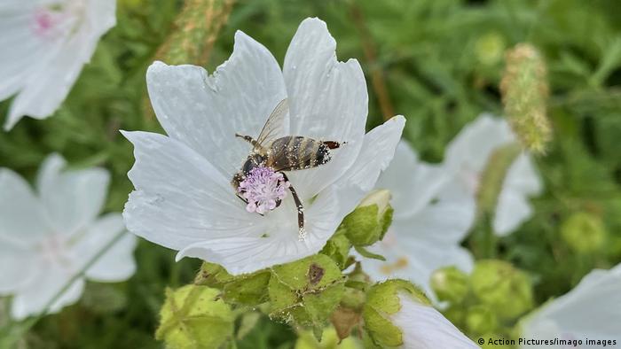 An insect sits in a white flower