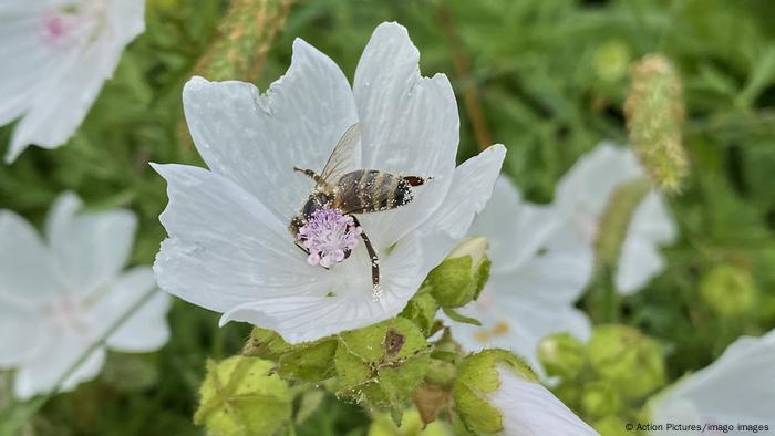 An insect sits in a white flower