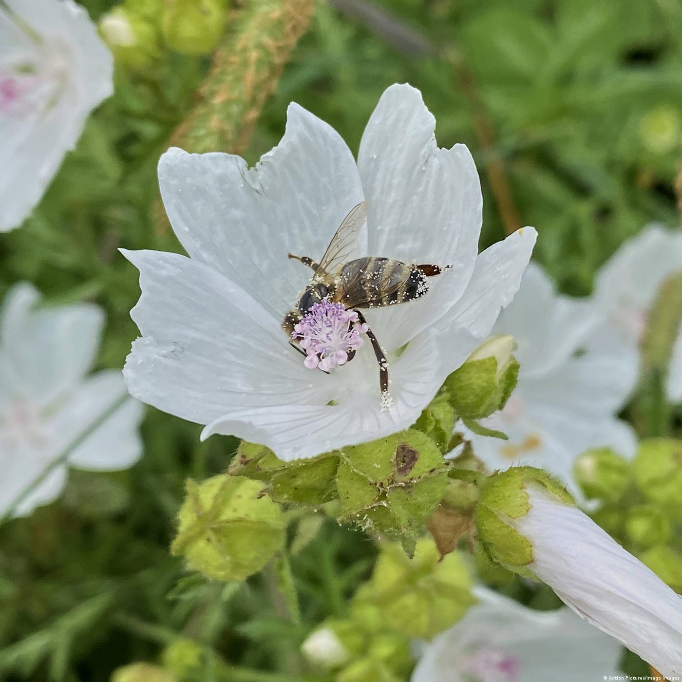 Un jardín optimizado para las abejas mediante IA Un jardín optimizado para las abejas mediante IA
