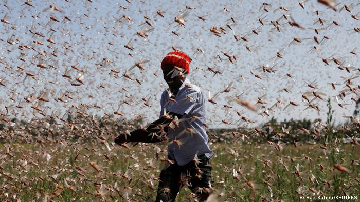 Campesino keniano caminando entre una plaga de langostas