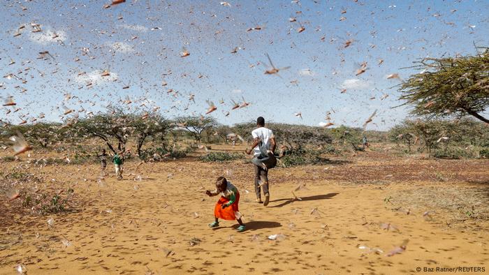 A child tries to chase away a swarm of desert locusts in Naiperere, near the town of Rumuruti, Kenya