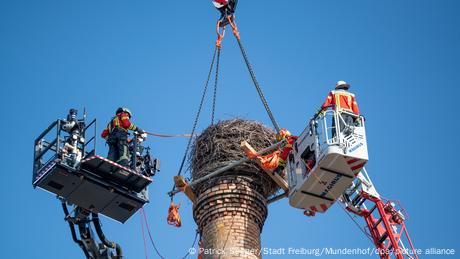 BdT | Freiburg - Feuerwehr muss Storchennest abbauen