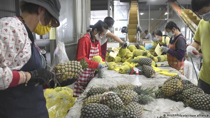 Workers slicing pineapples