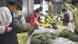Taiwan Ananas Farm und Produktion Taiwan Ananas Farm und Produktion