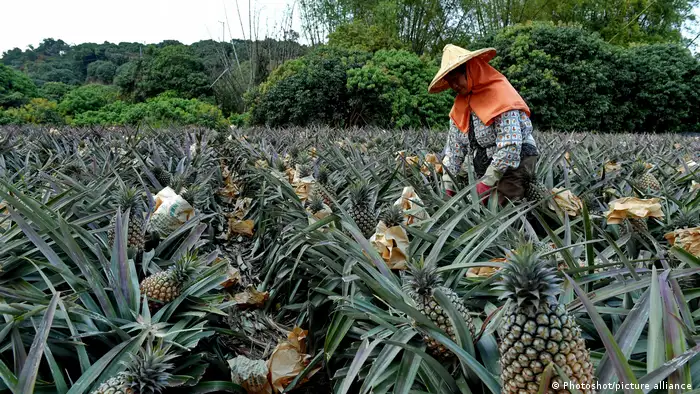 Taiwan Ananas Farm und Produktion 