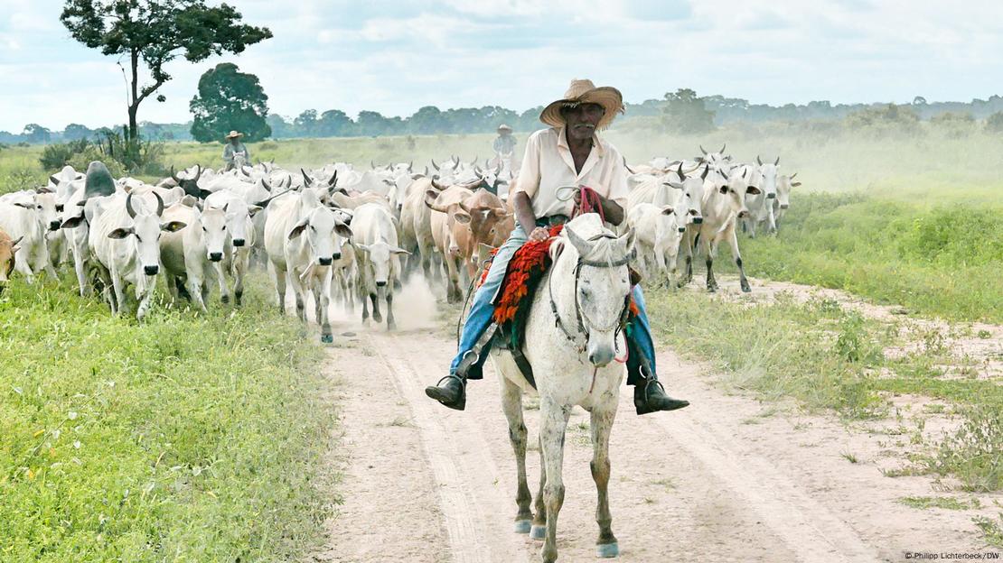 Vaqueiros transportam bois no Pantanal, Brasil, em 2021