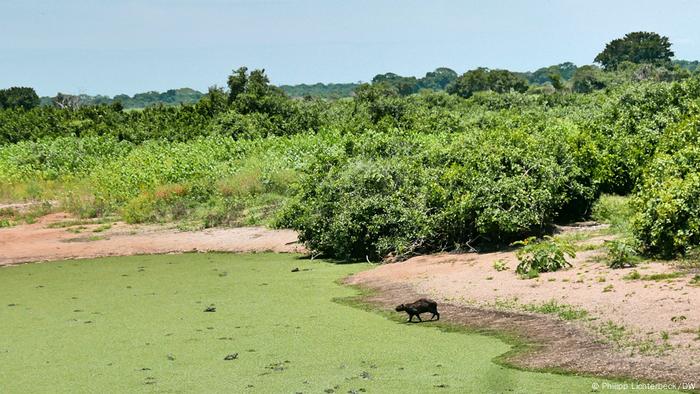 Entre 1985 e 2022, a superfície de água no Pantanal diminuiu 81,7%