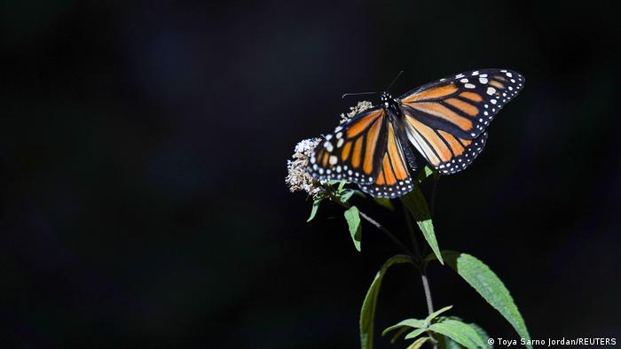 A monarch butterfly sits on a flower 