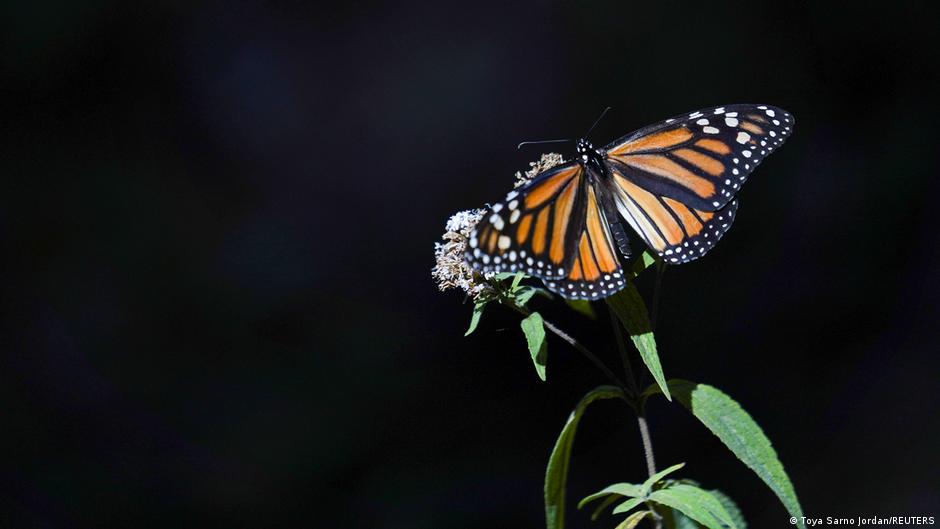 Monarch butterfly listed as endangered DW 07/21/2022