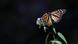 A monarch butterfly sits on a flower A monarch butterfly sits on a flower