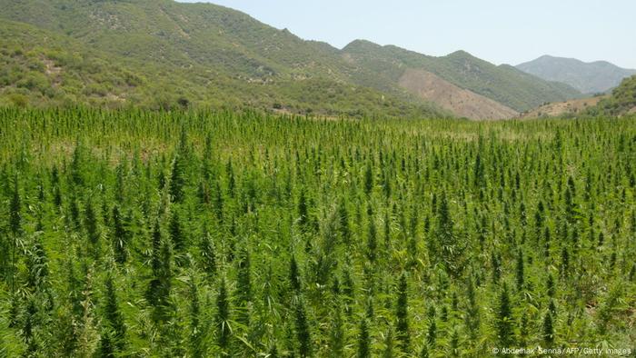 Cannabis soaks up sun at Elkolla in the northern Rif mountains. 