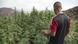Agrarkultur I Anbau von Cannabis in Marokko Agrarkultur I Anbau von Cannabis in Marokko