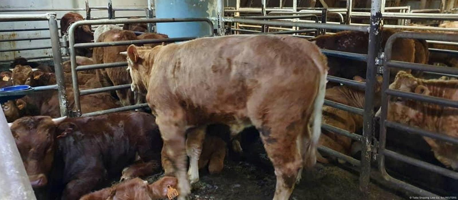 Spain orders culling of bulls aboard Karim Allah – DW – 02/27/2021 Spain orders culling of bulls aboard Karim Allah – DW – 02/27/2021