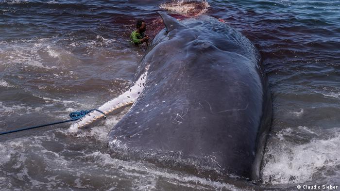 Eine Woche später wurde der Wal tot auf dem Meer gefunden - von einem anderen Lamafa, namens Goris. Der Wal muss von der Strömung abgetrieben worden sein. Erst am Tag zuvor segnete seine Crew ihren Leo. Obwohl Papa Petro diesen Wal harpuniert hatte, hat er kein Recht auf einen Anteil davon. Der Wal gehört der Mannschaft, die ihn an Land bringt.