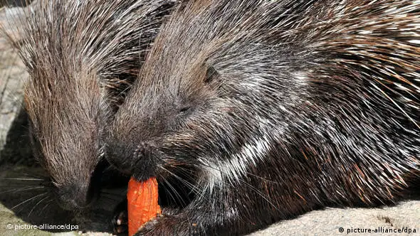 Stachelschweineber Leon (r.), hier in weiblicher Begleitung, sagt beim traditionellen Tier-Orakel in Chemnitz eine Auftaktniederlage der deutschen Elf voraus (Foto: dpa)