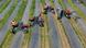 Farm workers harvest asparagus on June 11, 2007 Farm workers harvest asparagus on June 11, 2007
