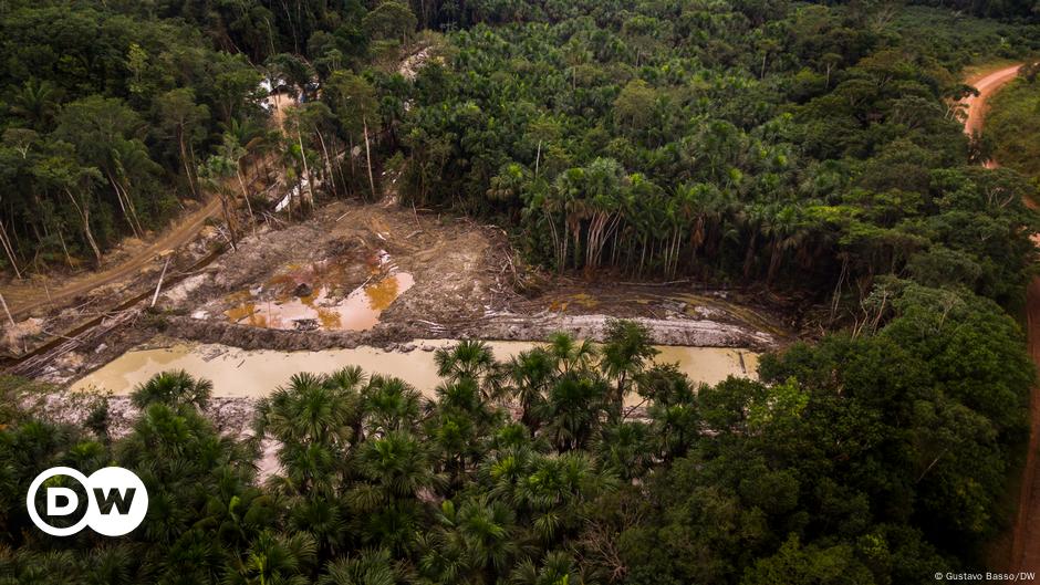 Imazon: Desmatamento Na Amazônia Legal é O Maior Em 15 Anos – DW – 17 ...