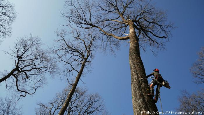 A forest worker climbs an oak in the Forest of Berce in the Loire region.
