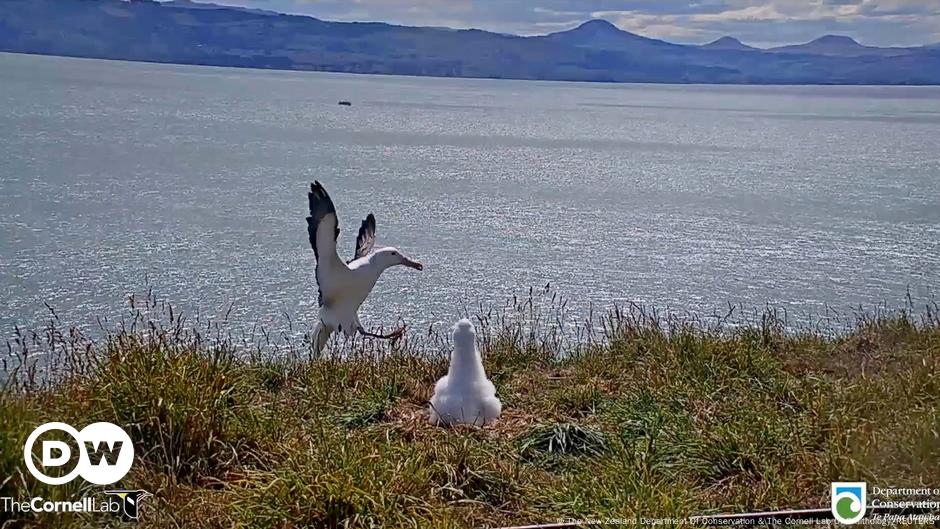 Clumsy albatross becomes internet star |  Current world |  DW