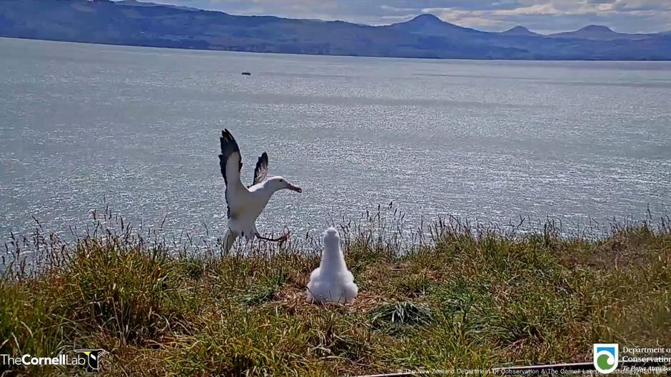 Clumsy albatross becomes internet star |  Current world |  DW