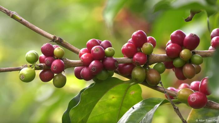 Arbusto de café con frutos madurando.