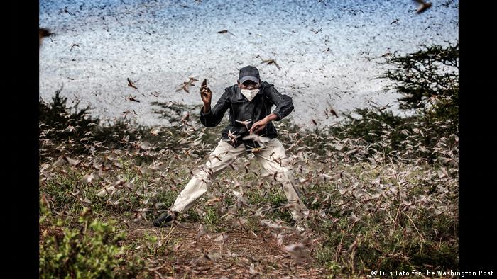 Un hombre intenta espantar a las langostas en Kenia.