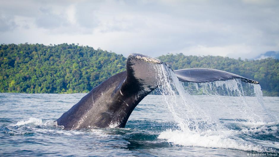Canal de Panamá delimita velocidad de buques para cuidar ballenas | Ecología | DW - Vimarsana News