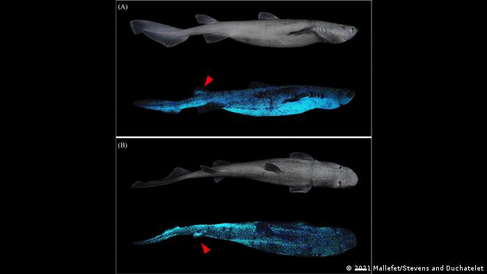 World’s largest luminous shark discovered in New Zealand