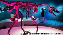11.03.2021+++ Das Skelett eines Sichelklauendinosauriers steht in der Ausstellung «KinoSaurier. Zwischen Fantasie und Forschung» im Landesmuseum. Noch ist unklar, ob die bis zum 25. Mai 2021 geplante aufwendige Dino-Ausstellung überhaupt für Besucher eröffnen kann. Das Landesmuseum ist wegen zu hoher Inzidenzzahlen der Corona-Pandemie noch immer geschlossen.