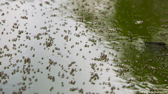 Mosquitos on the surface of some water outdoors
