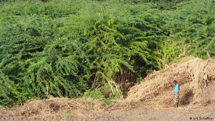 Una mujer frente a un arbusto de mathenge en el condado keniano de Baringo.