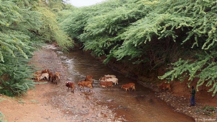 Ganado sobre un arroyo en el condado de Baringo, Kenia. 