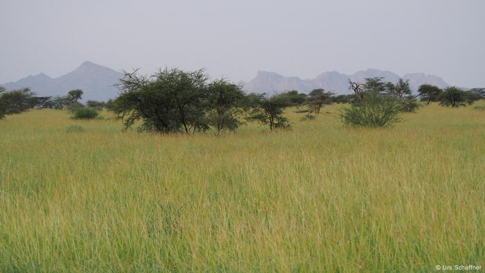 Pradera saludable en Afar, Etiopía.