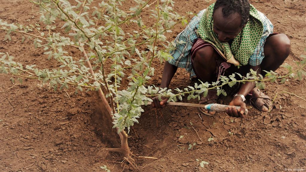 Cuando plantar árboles es más perjudicial que beneficioso | Global Ideas |  DW | 23.03.2021