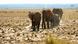 Afrika Steppe und Savanne Kenia Afrika Steppe und Savanne Kenia