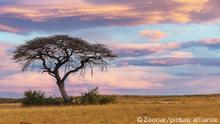 Afrika Steppe und Savanne