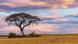 A sunset over the African savanna. A sunset over the African savanna.