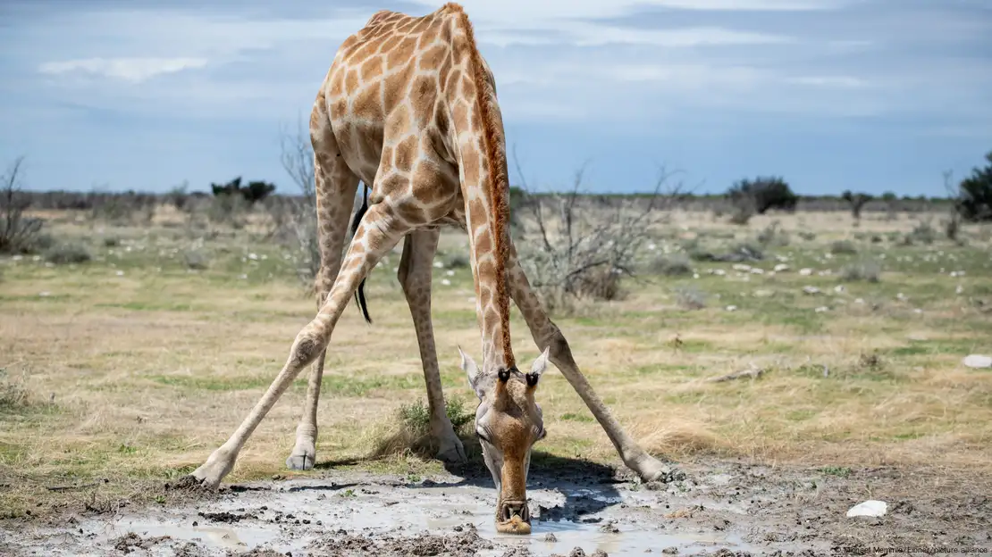 Namibia to cull wild animals amid drought – DW – 08/31/2024