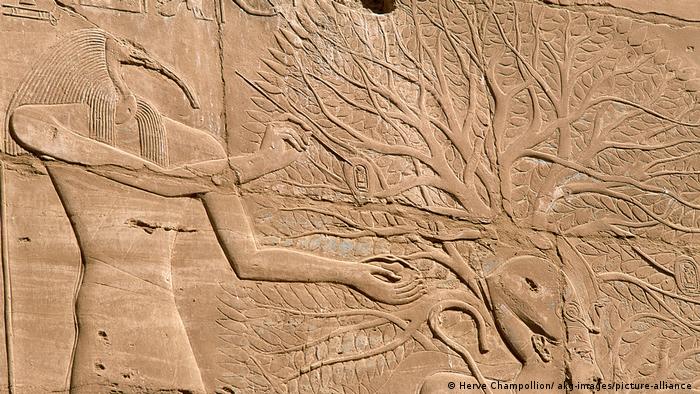 Тот, древнеегипетский бог мудрости и Луны с телом человека и головой ибиса, за спиной фараона у камфорного дерева