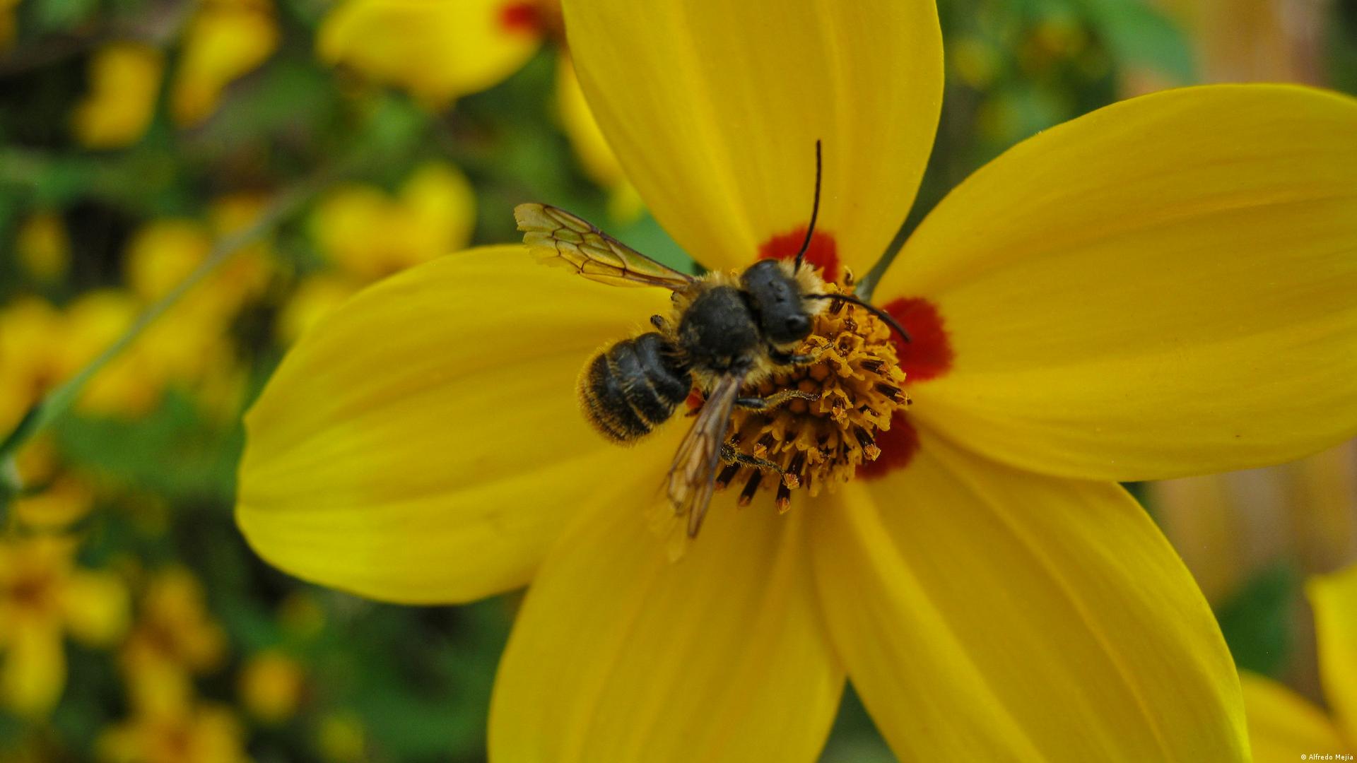 Exterminaron 46 colmenas de abejas al fumigar un campo cerca de Paraná -  Noticias AgroPecuarias