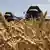Сбор урожая пшеницы в Ростовской области в 2020 году 