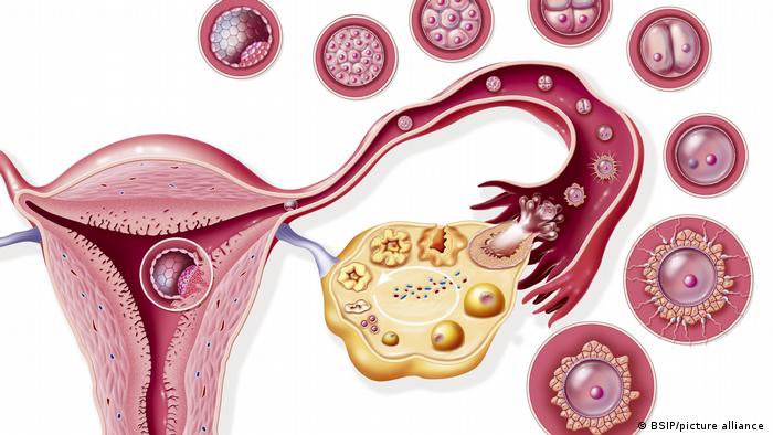 Ilustração mostra a fertilização de um óvulo e seus estágios subsequentes de desenvolvimento